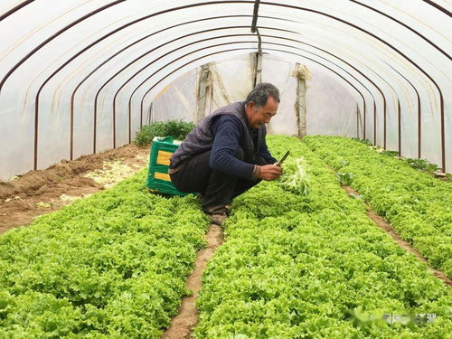 產(chǎn)銷對接顯成效 30噸滯銷蔬菜成功售出，畜產(chǎn)品購銷貿易同步拓展